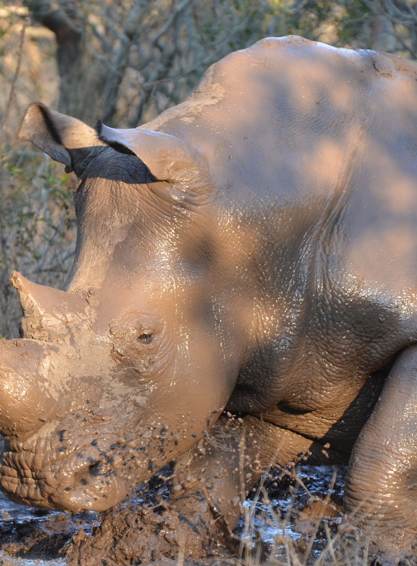 Rhino