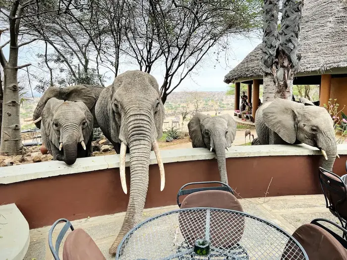Tarangire Safari Lodge