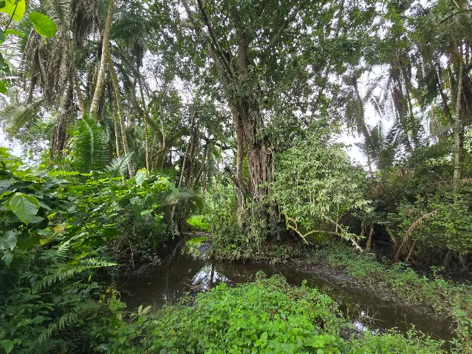 Turaco Treetops Lodge