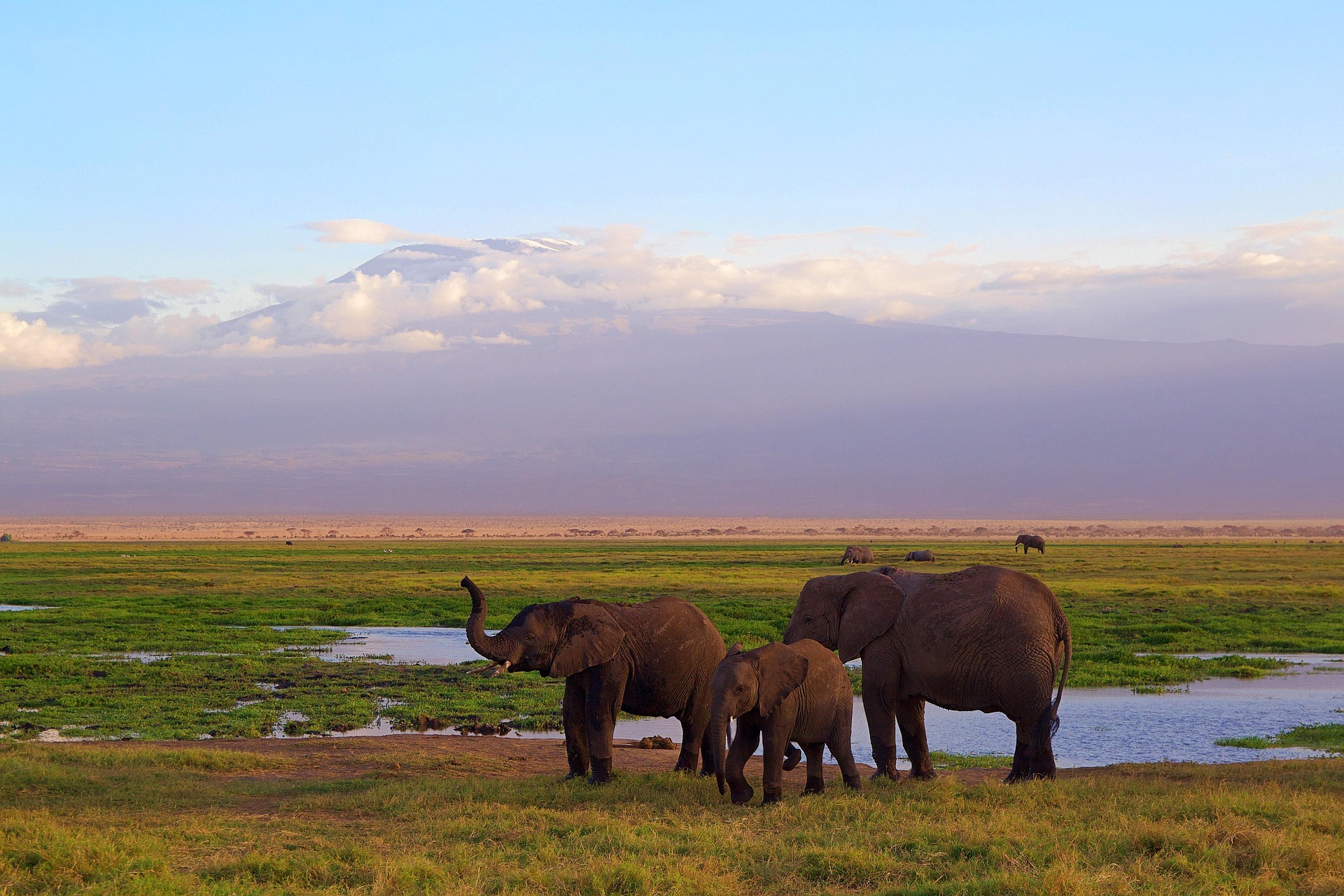 7-Day Amboseli, Lake Nakuru and Maasai Mara Safari