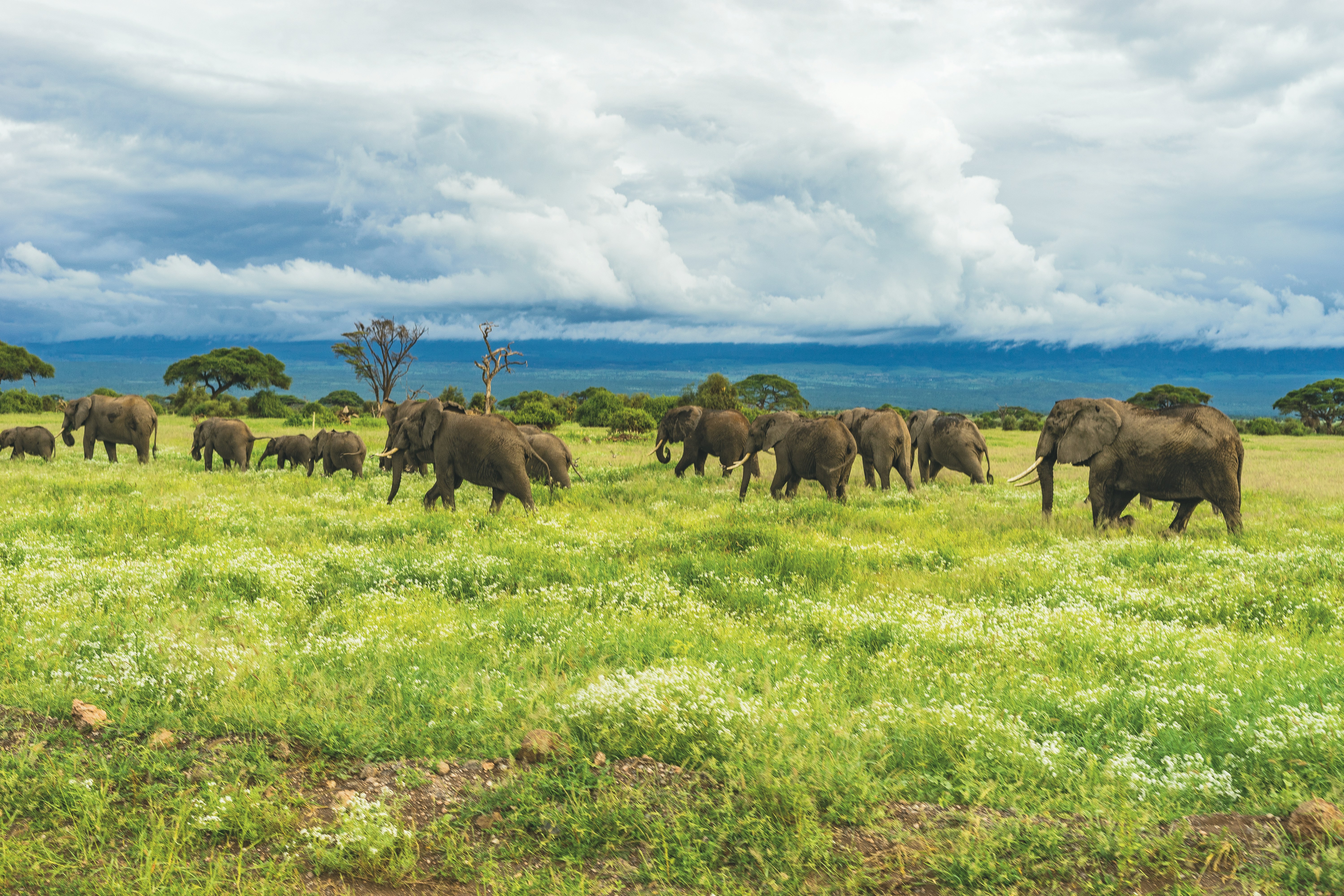 4-Day Amboseli and Tsavo West Safari