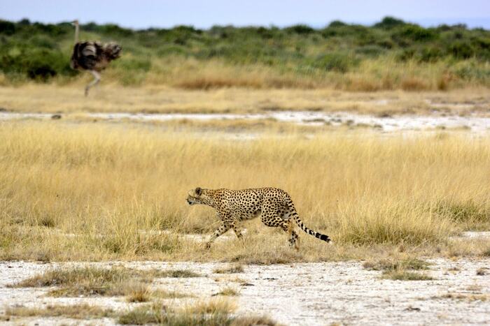 Amboseli