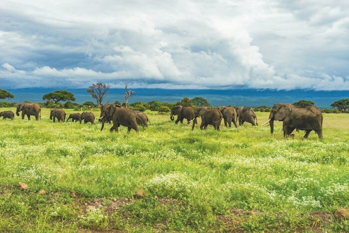 Amboseli