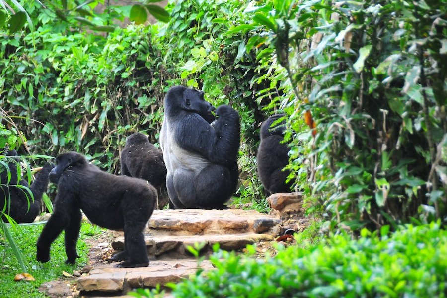 3-Day Gorilla Trekking and Batwa Experience