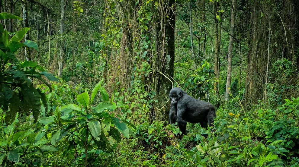 Bwindi Impenetrable National Park