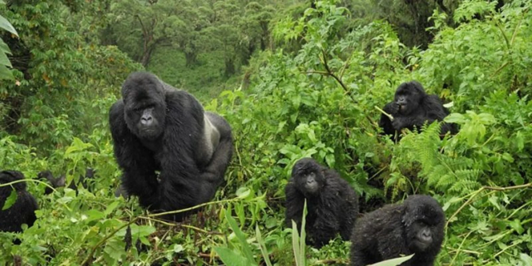 Bwindi Impenetrable National Park