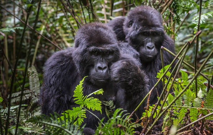 Bwindi Impenetrable National Park