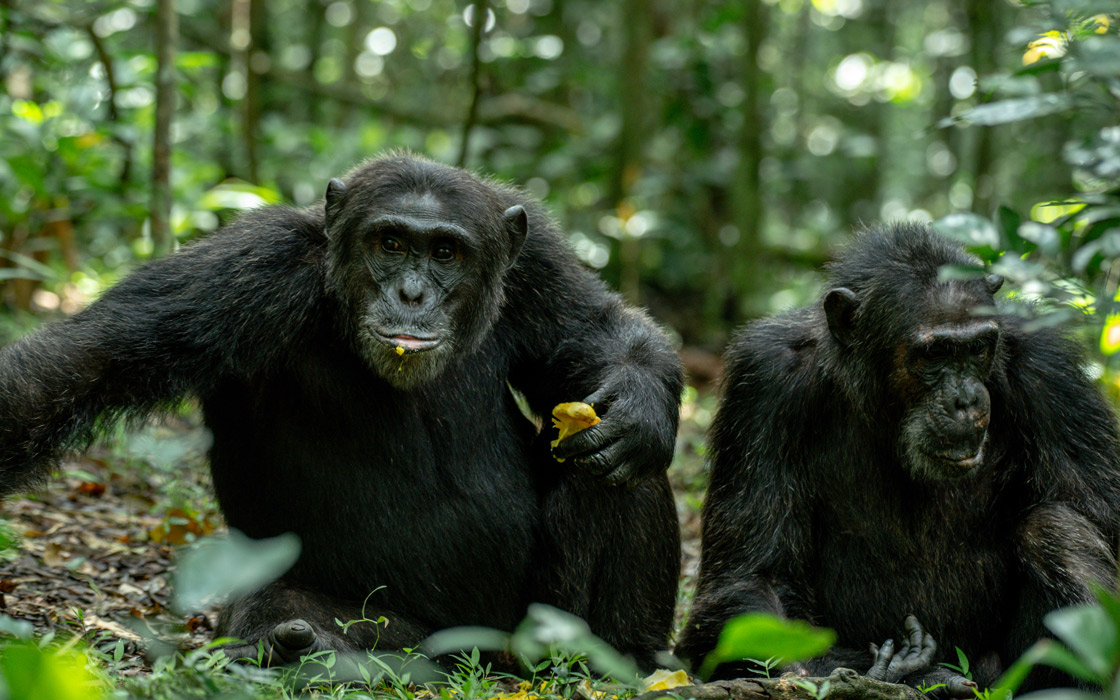 8-Day Uganda and Kenya Gorilla and Chimpanzee Safari