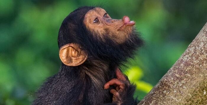 Kibale National Park