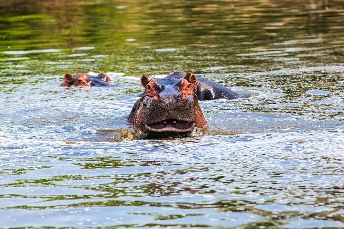 Lake Mburo