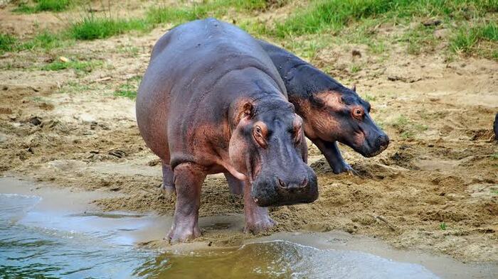 Lake Mburo