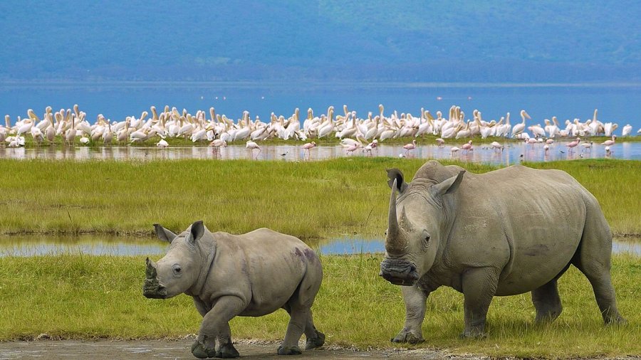 4-Day Kenya Luxury Big Five Safari