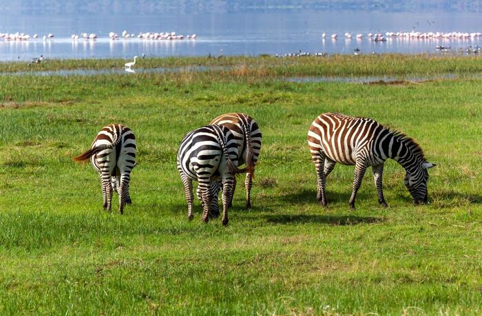 Lake Nakuru