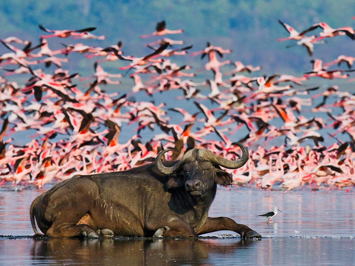 4-Day Kenya Luxury Big Five Safari