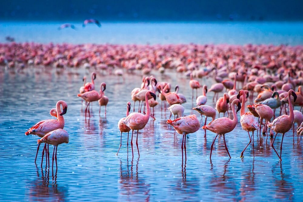 9-Day Signature East Africa Safari