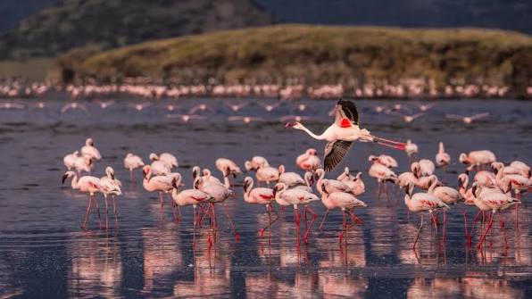 Lake Natron