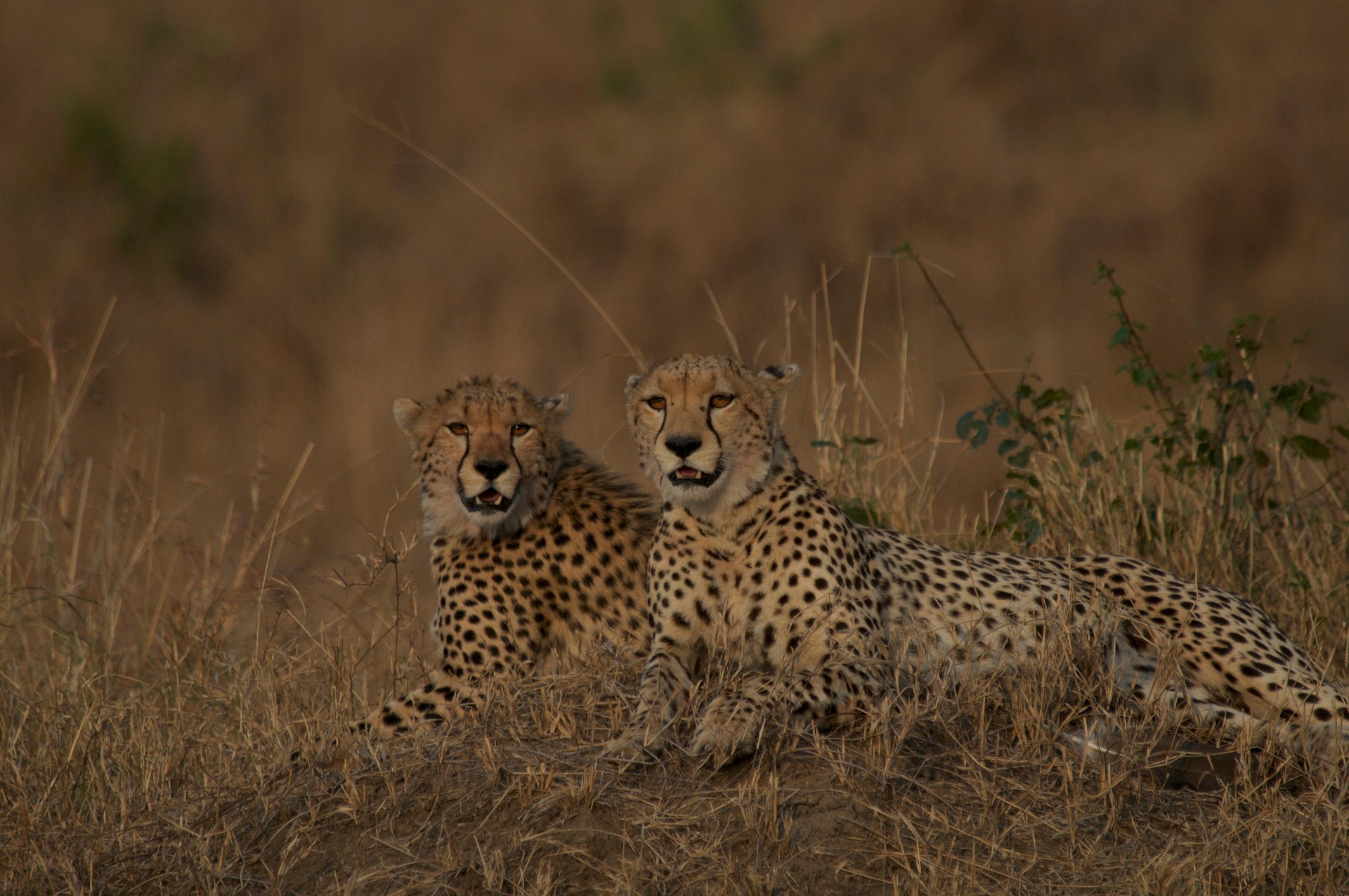 Maasai Mara