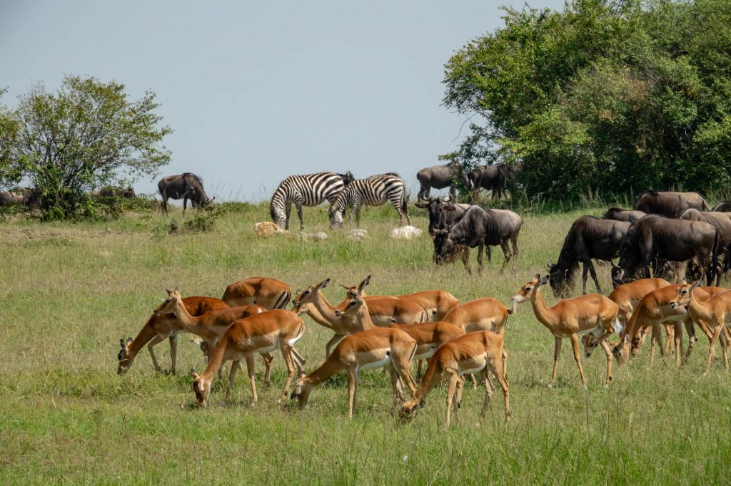 Maasai Mara
