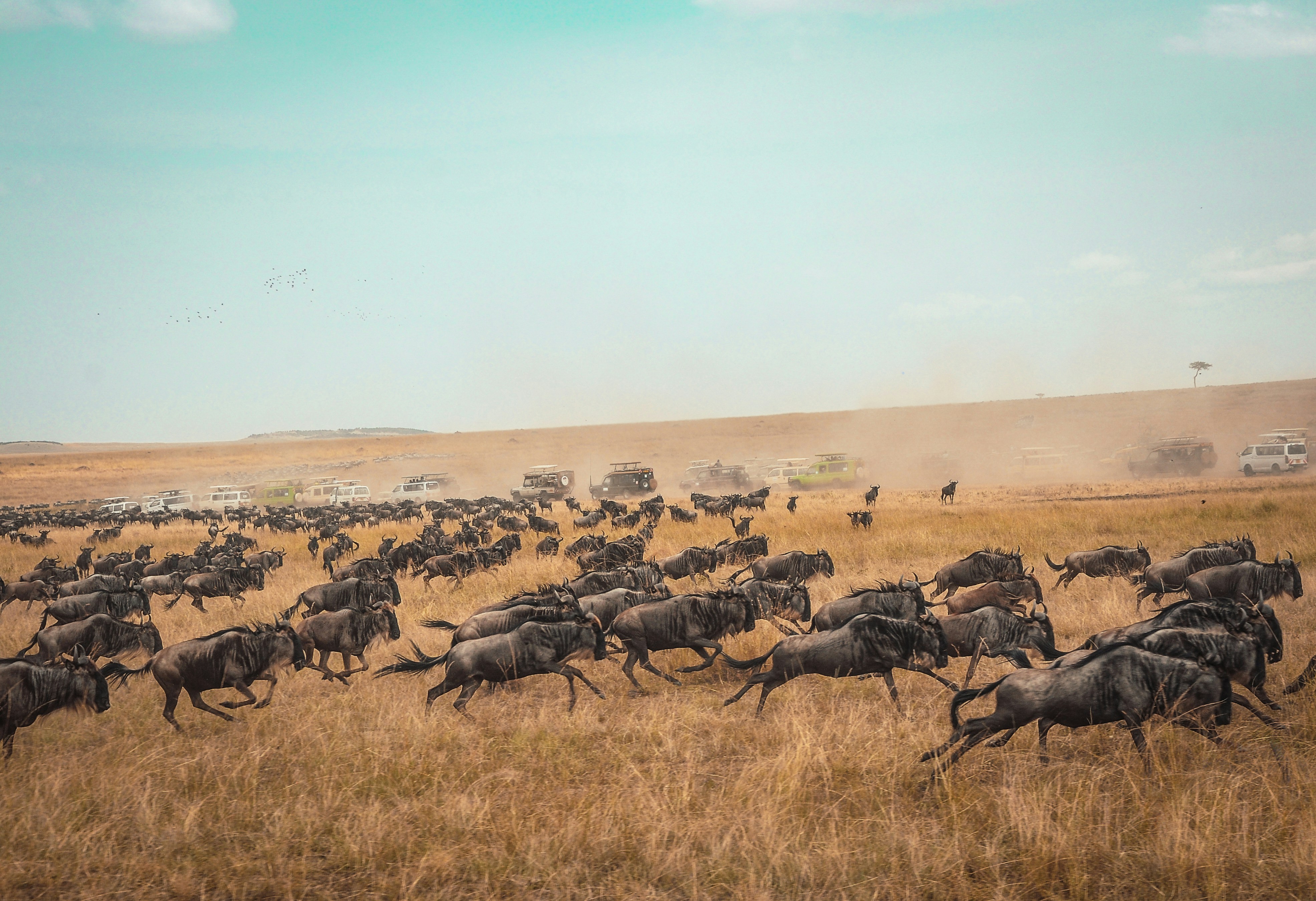 7-Day Maasai Mara and Gorilla Trekking Safari