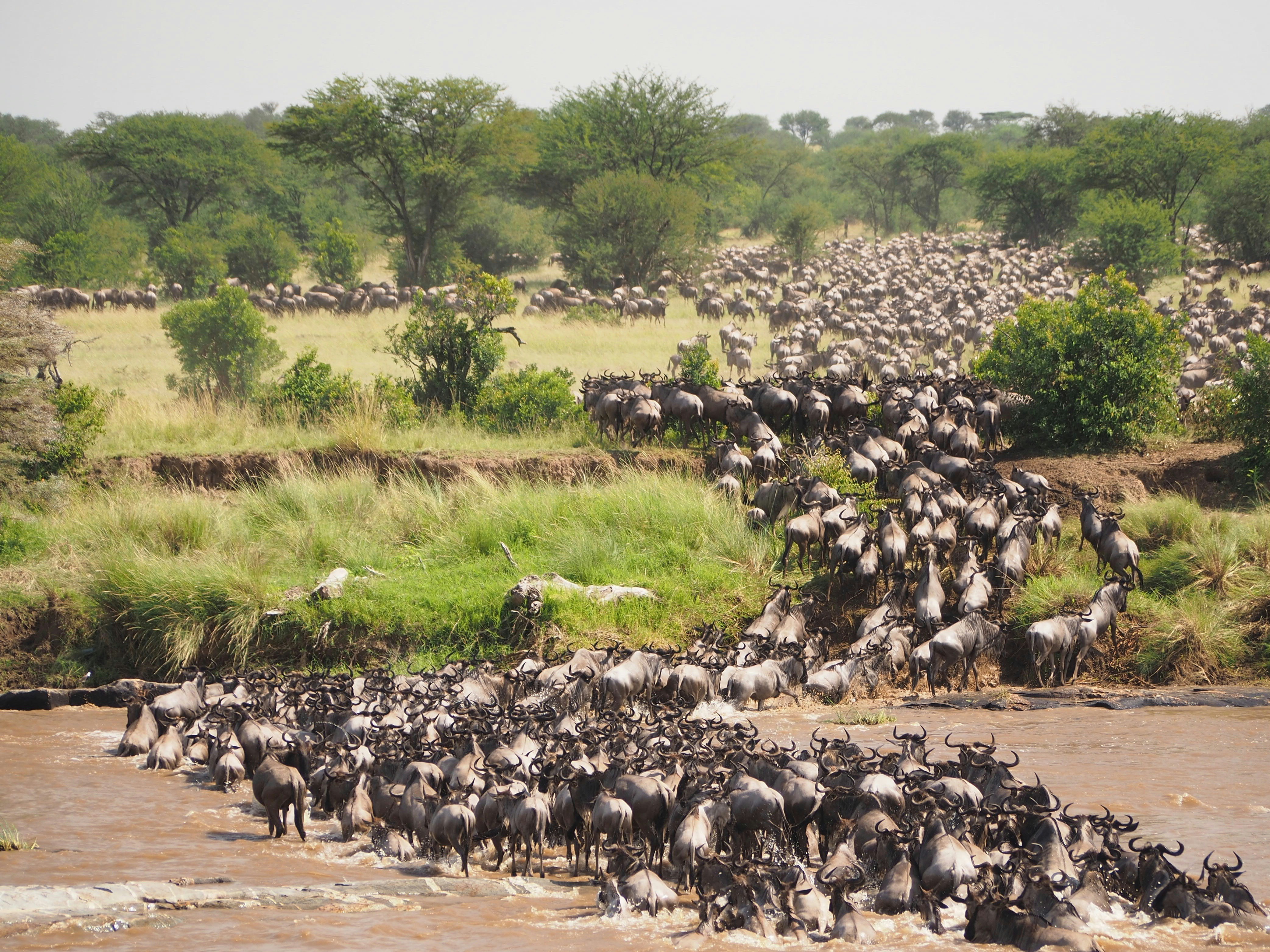 10-Day Kenya and Tanzania Budget Safari