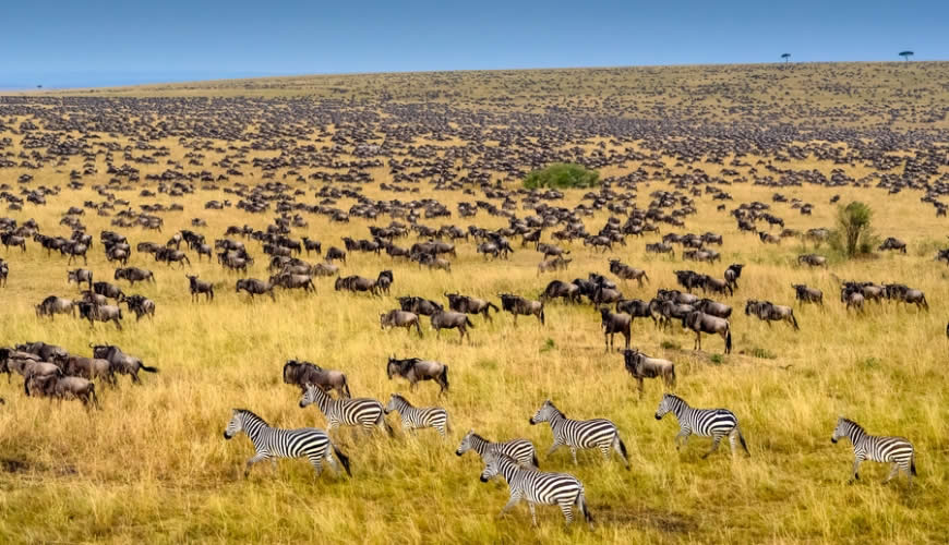 14-Day Kenya and Uganda Wildlife and Gorilla Safari