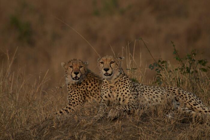 Maasai Mara