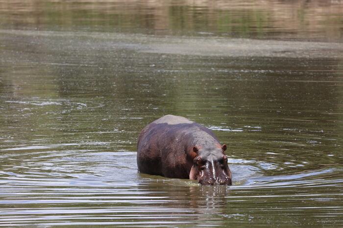6-Day Kenya Big Five Safari: Maasai Mara, Lake Nakuru and Amboseli