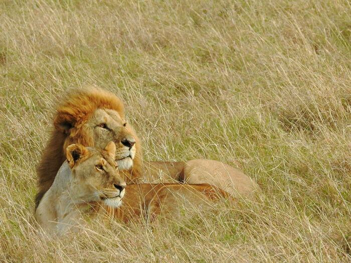 3-Day Maasai Mara Safari