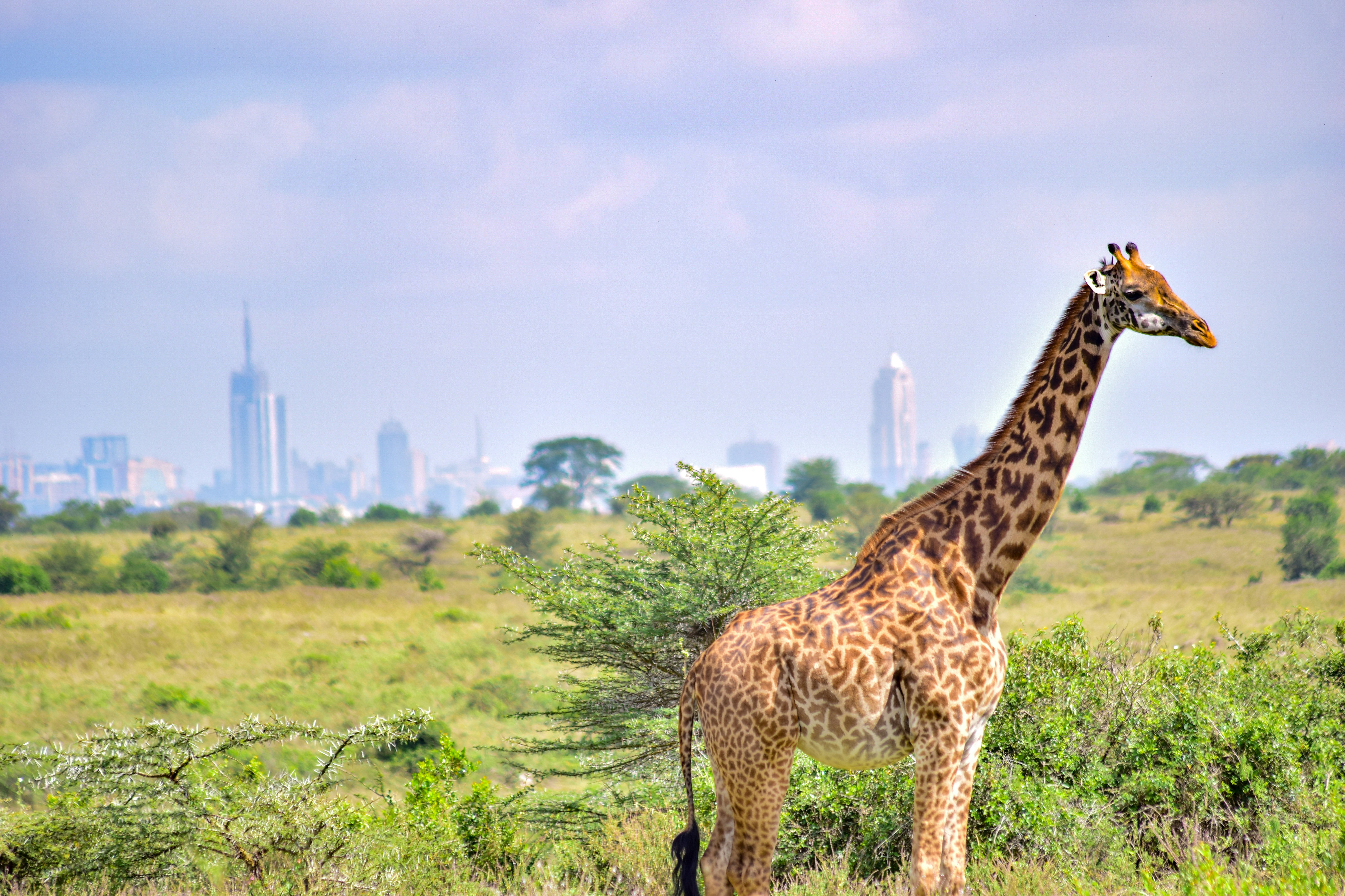 14-Day Kenya and Uganda Wildlife and Gorilla Safari