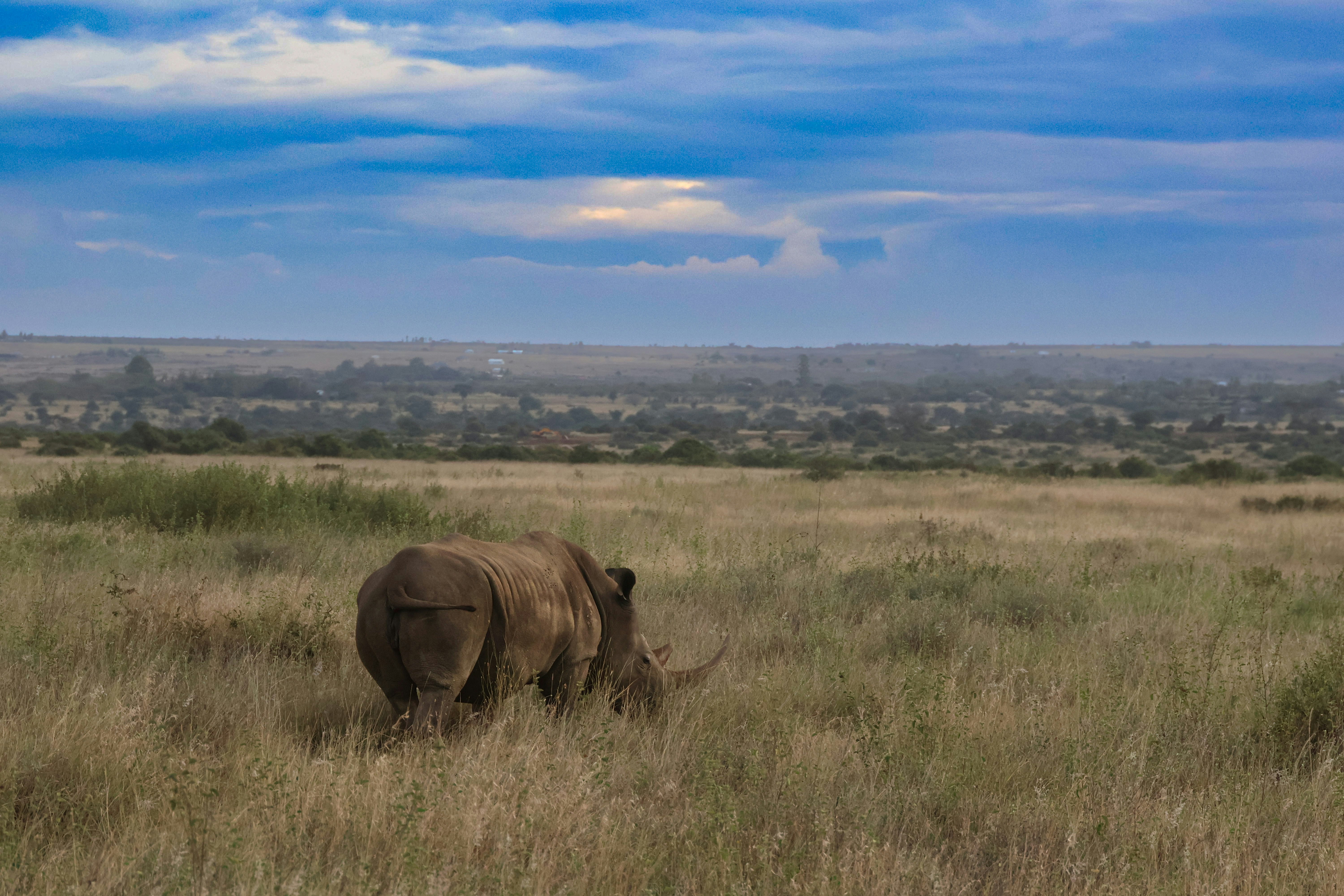 7-Day Maasai Mara and Gorilla Trekking Safari