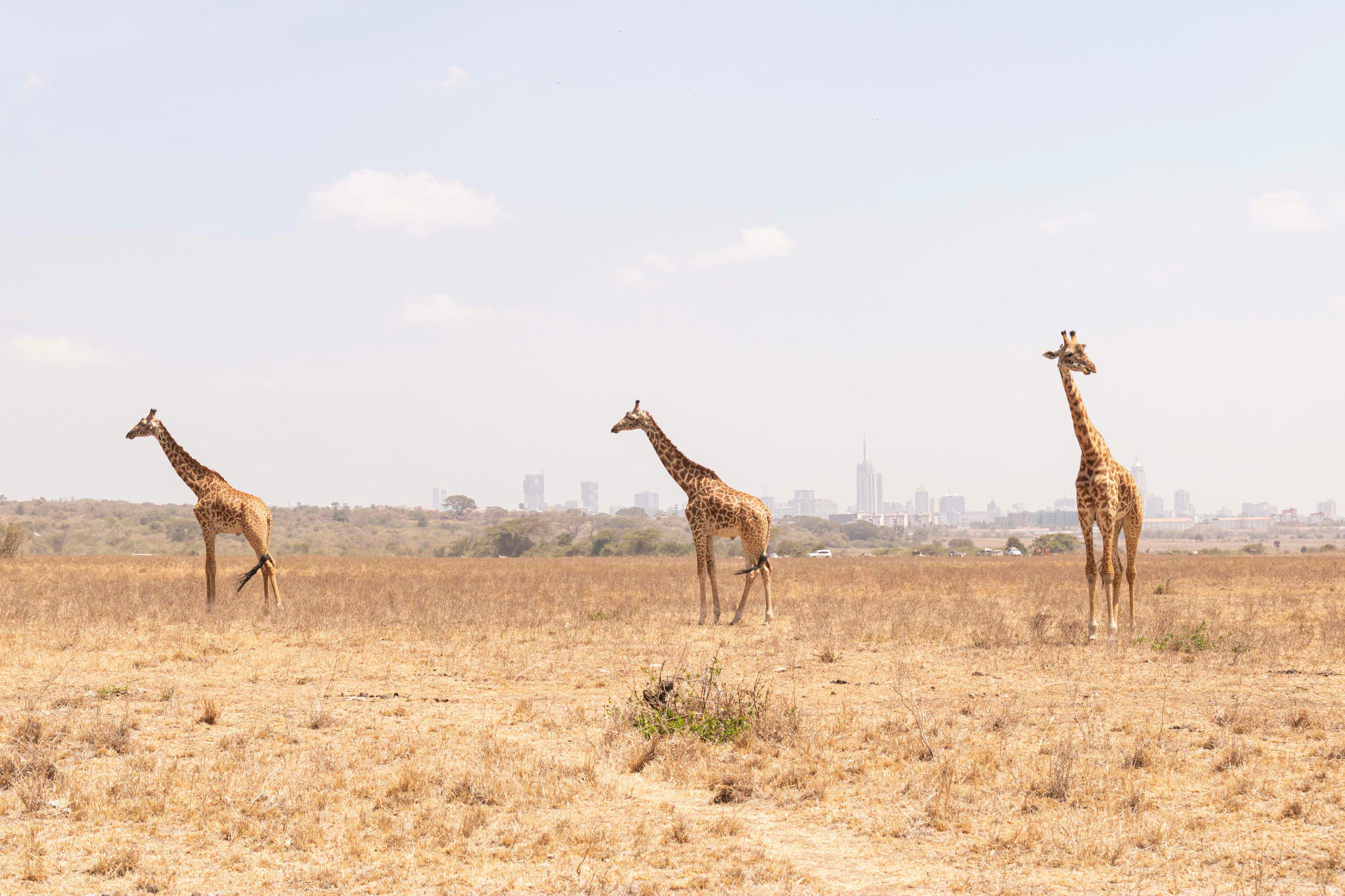 10-Day Kenya and Tanzania Savanna Safari