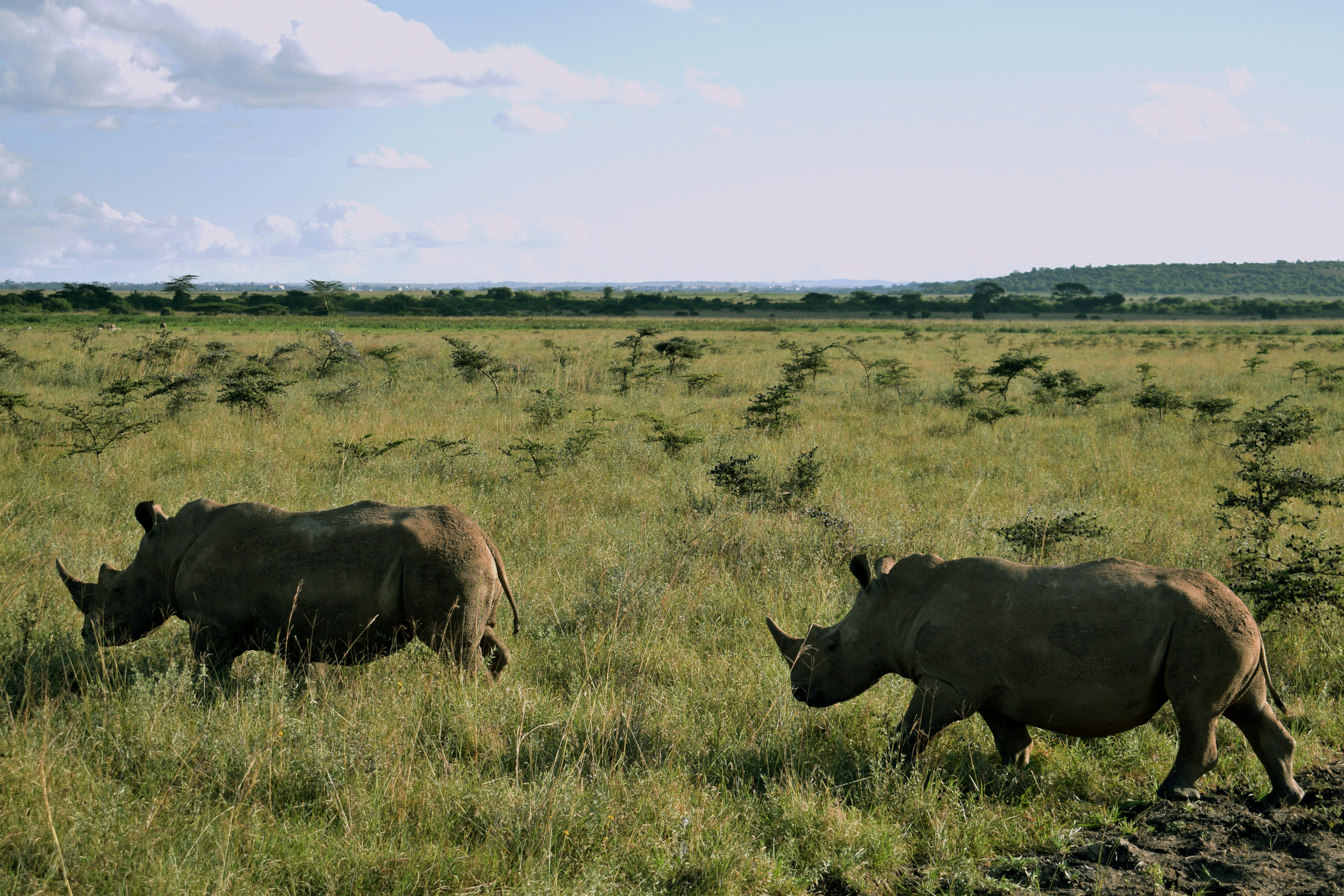 6-Day Discover Amboseli, Lake Naivasha and Maasai Mara