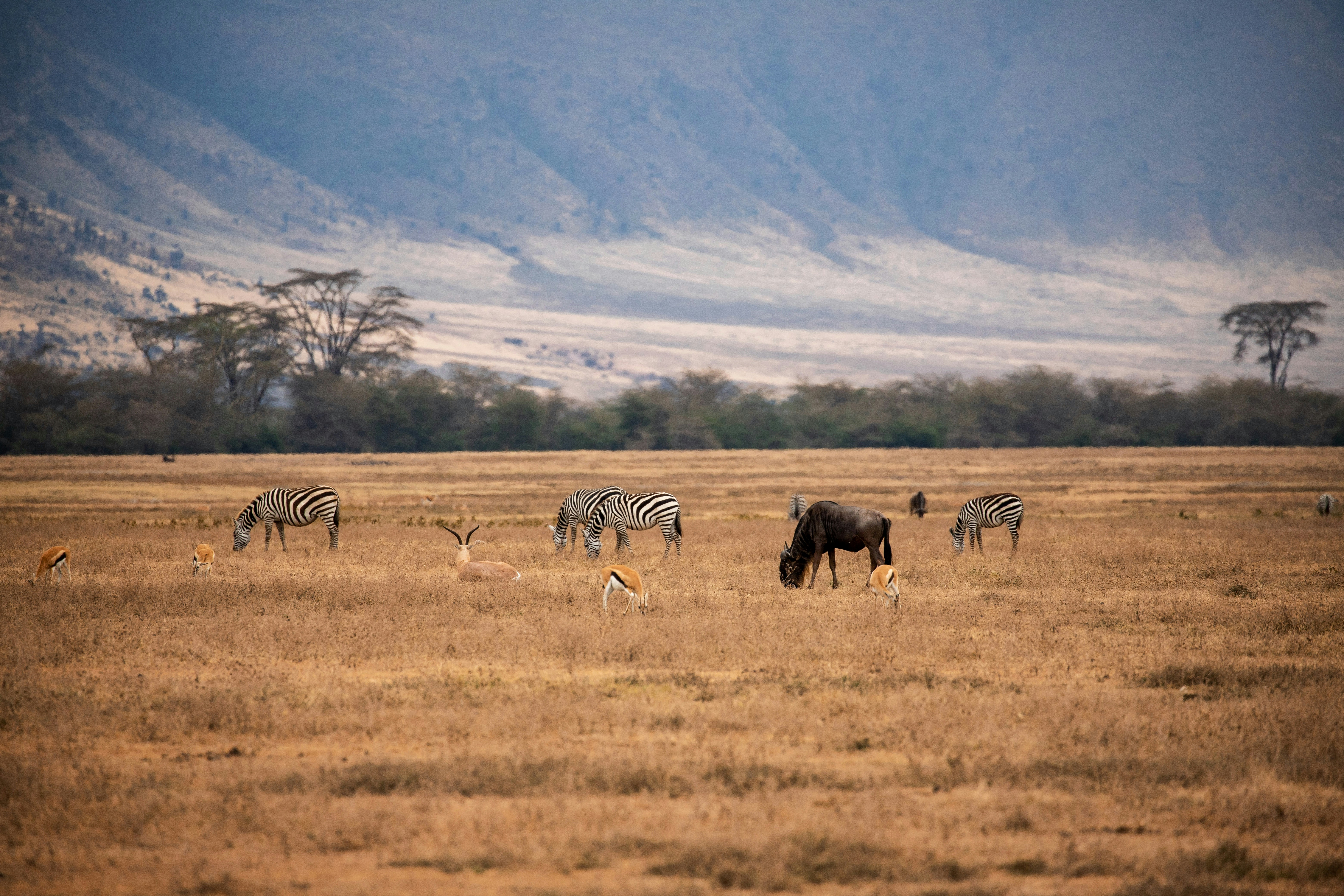 Ngorongoro