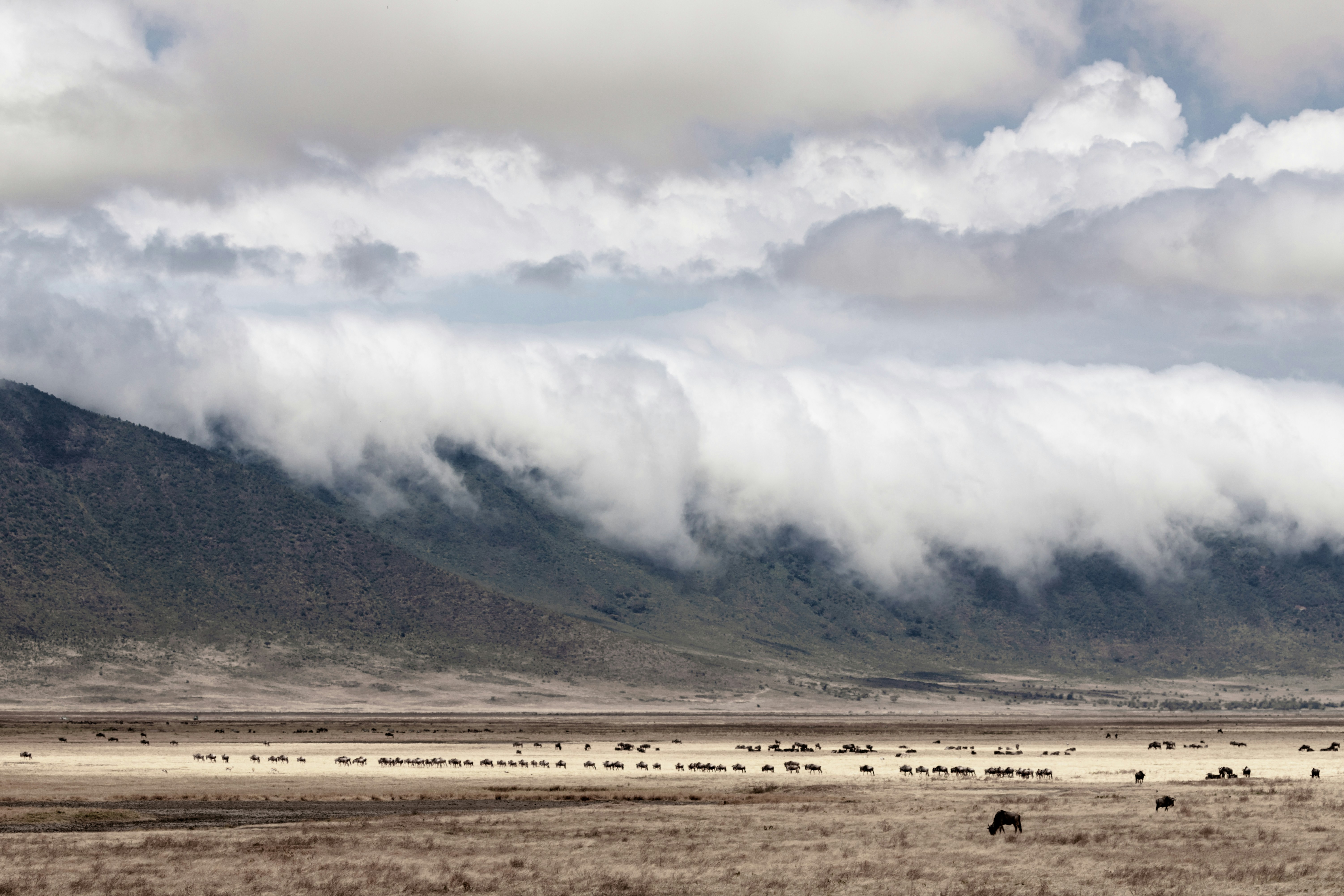 Ngorongoro