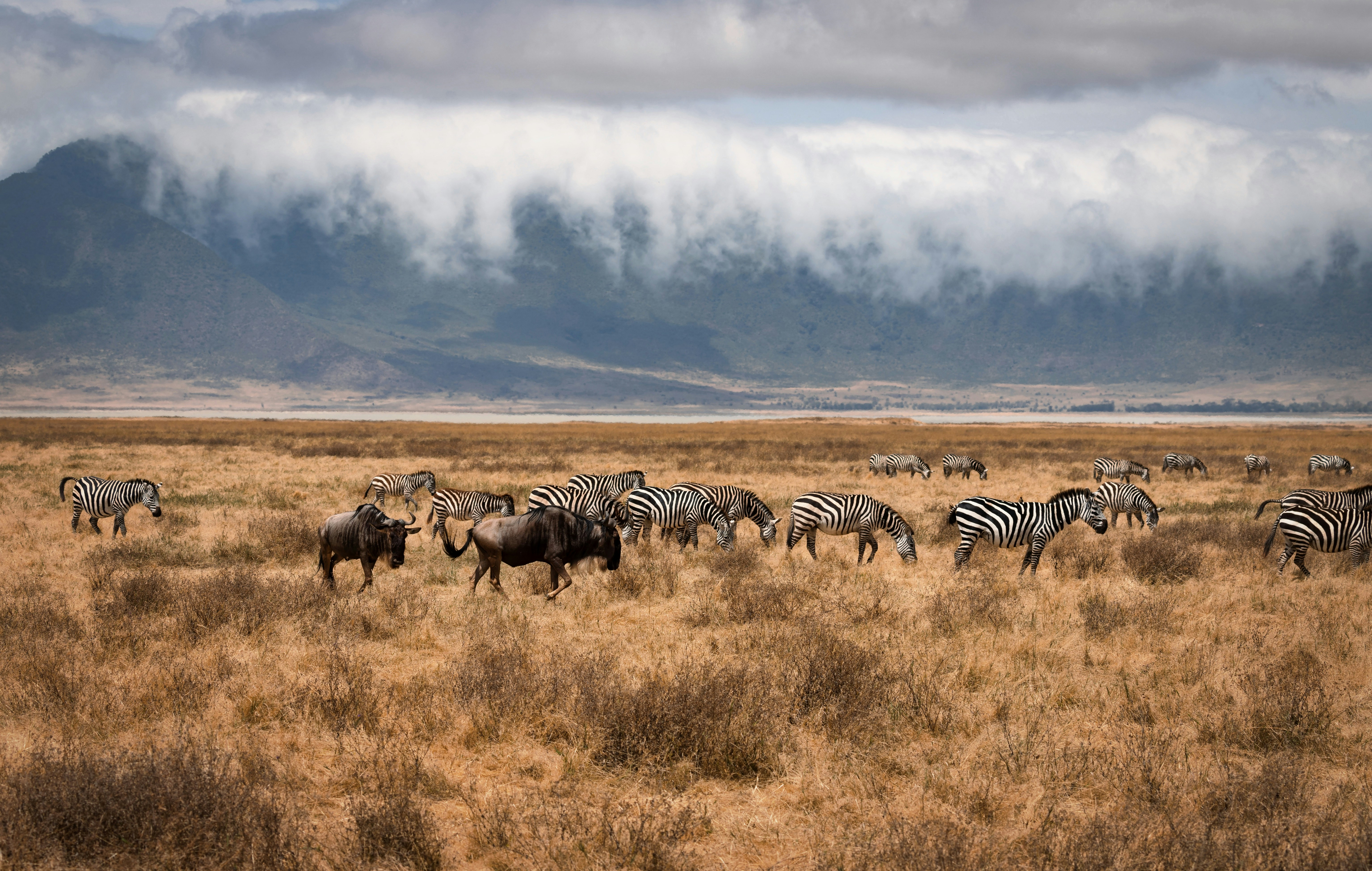 Ngorongoro