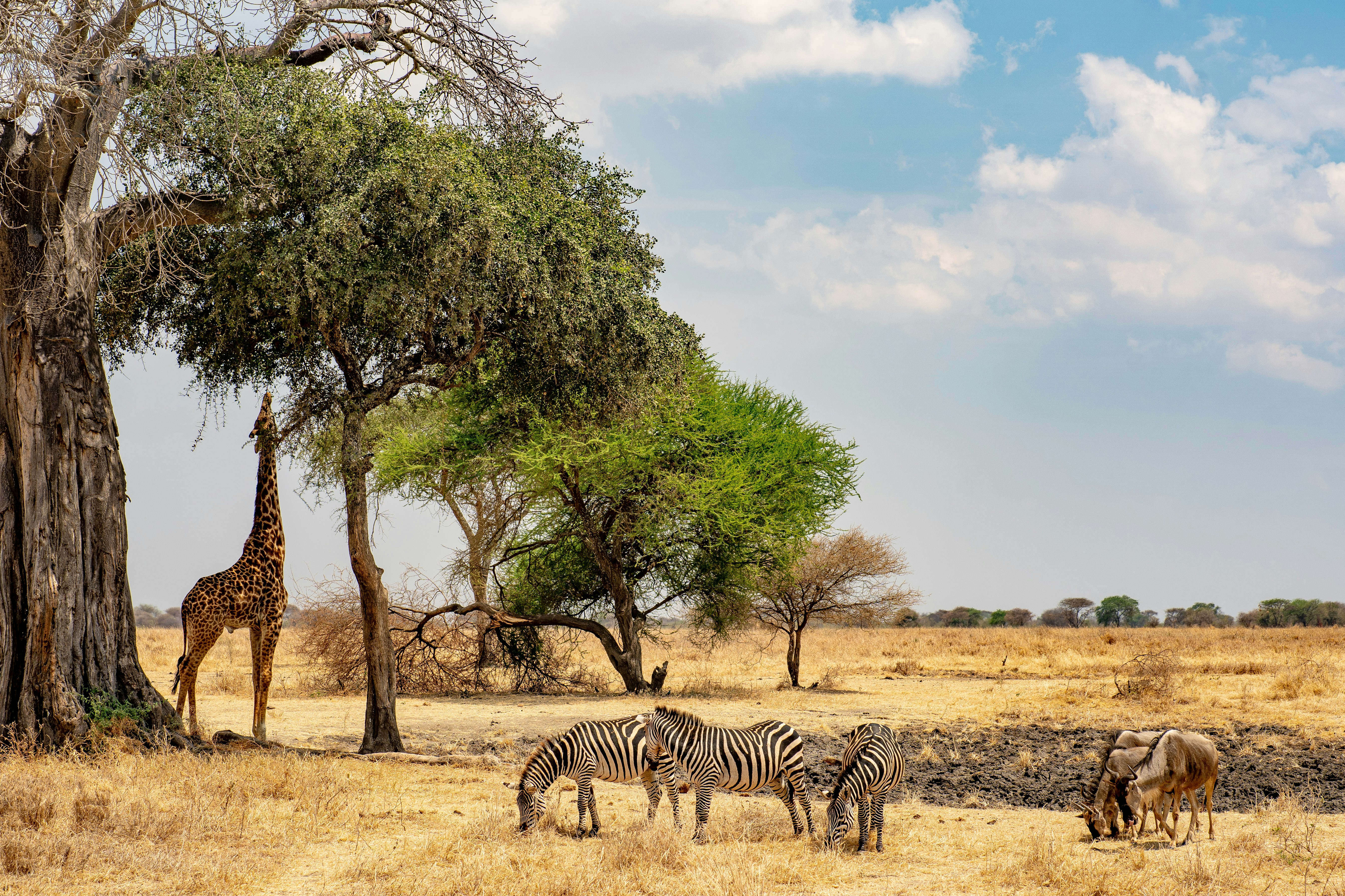 Ngorongoro