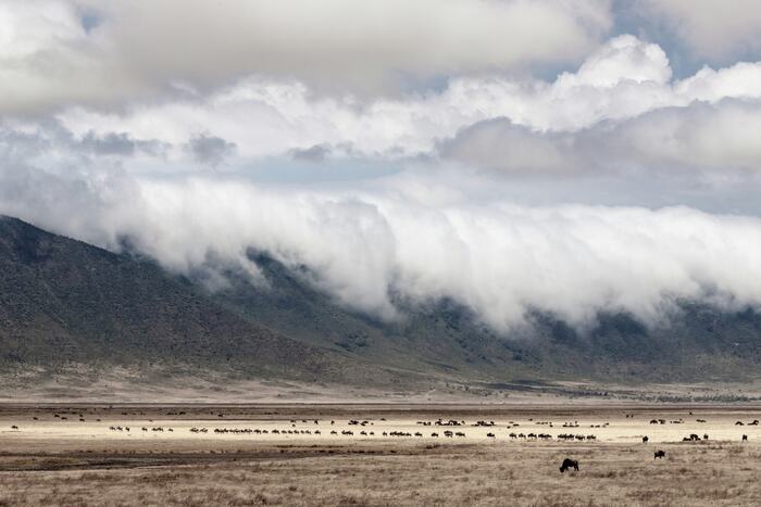 Ngorongoro