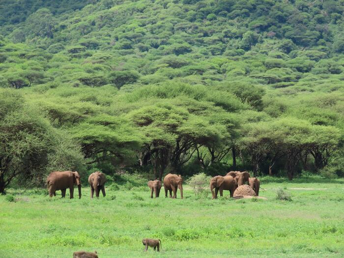Ngorongoro