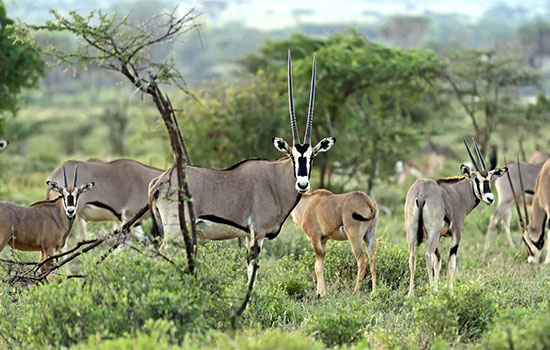 Samburu