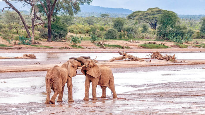 Samburu
