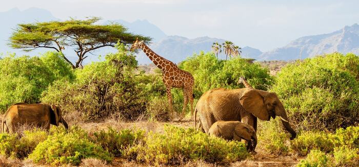 7-Day Samburu, Lake Nakuru and Maasai Mara