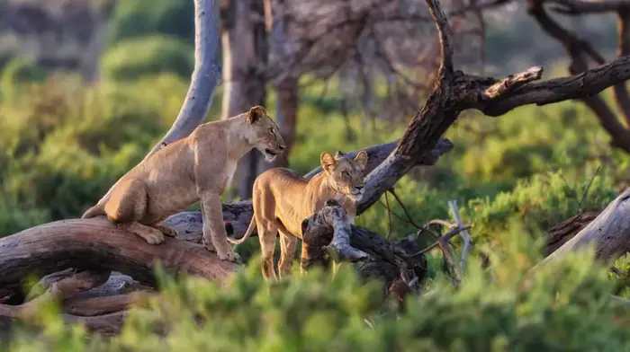 Samburu