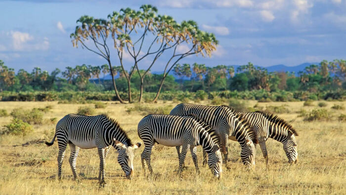 Samburu