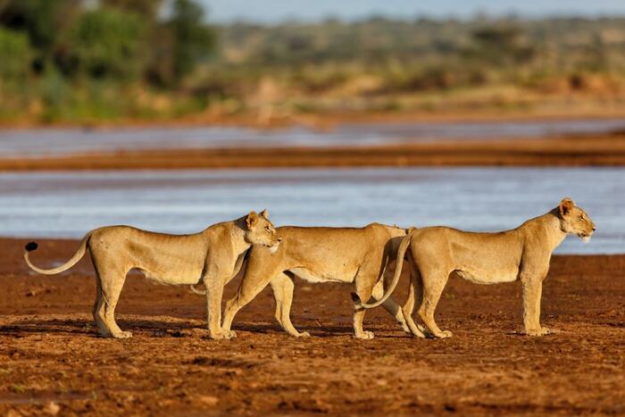 Samburu