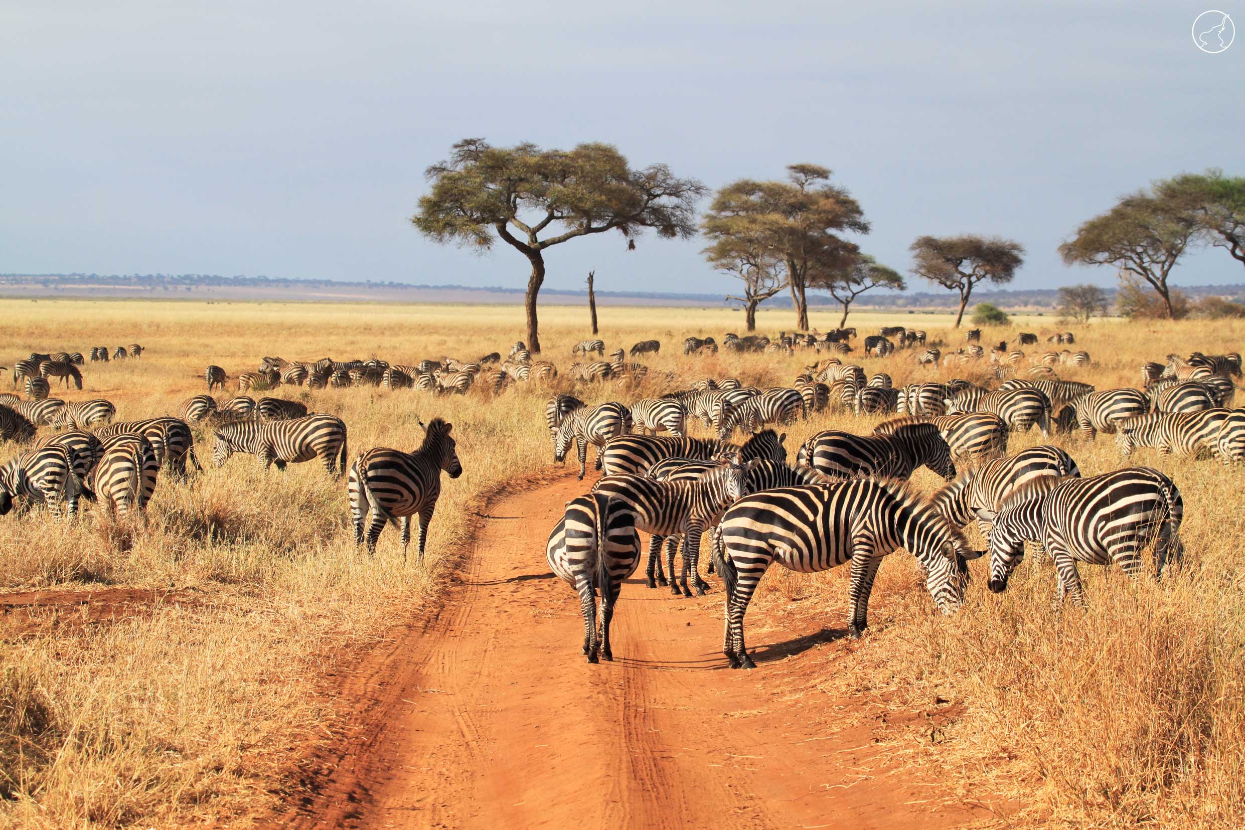 4-Day Tarangire, Serengeti and Ngorongoro Camping Safari