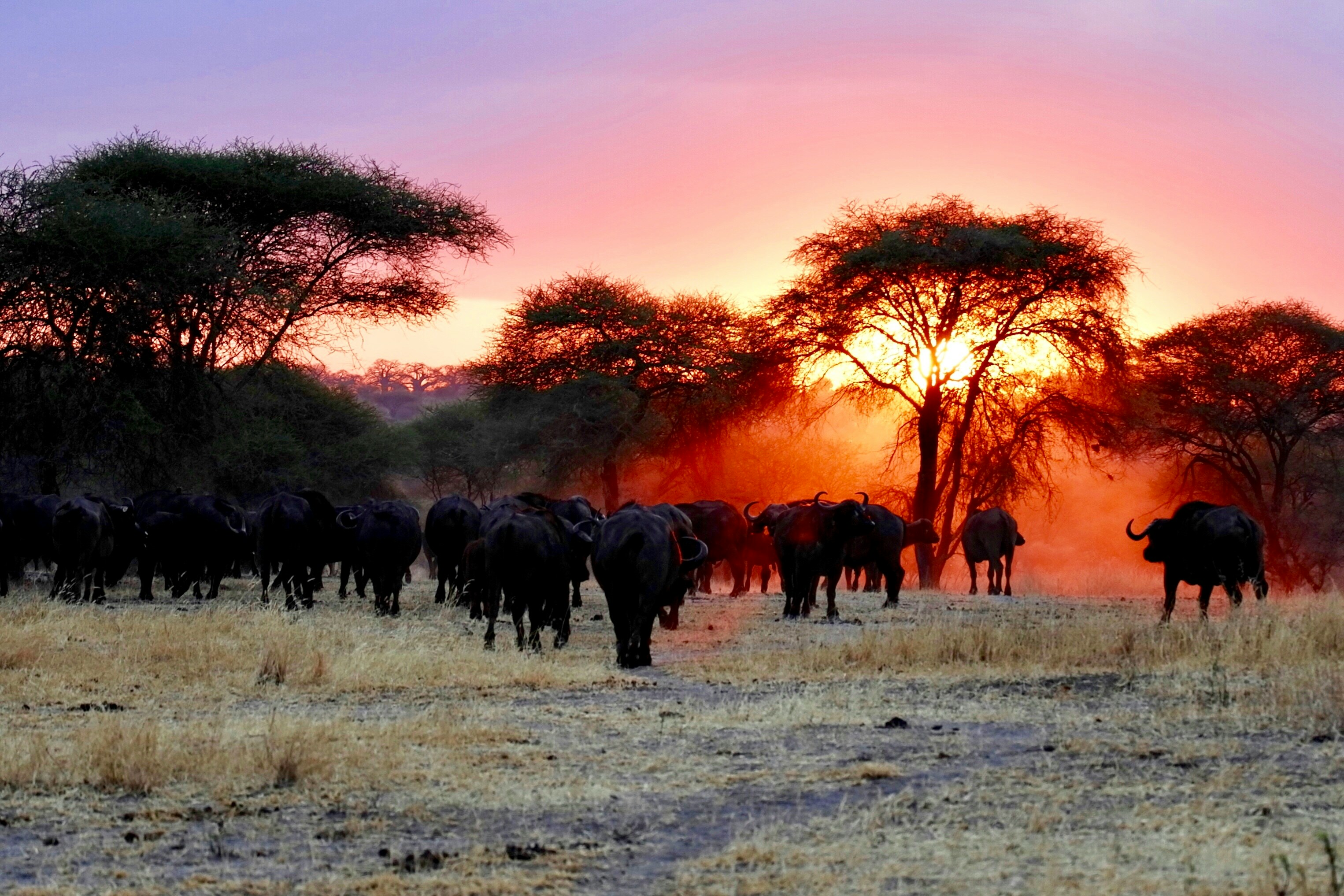 8-Day Mara River Migration Safari