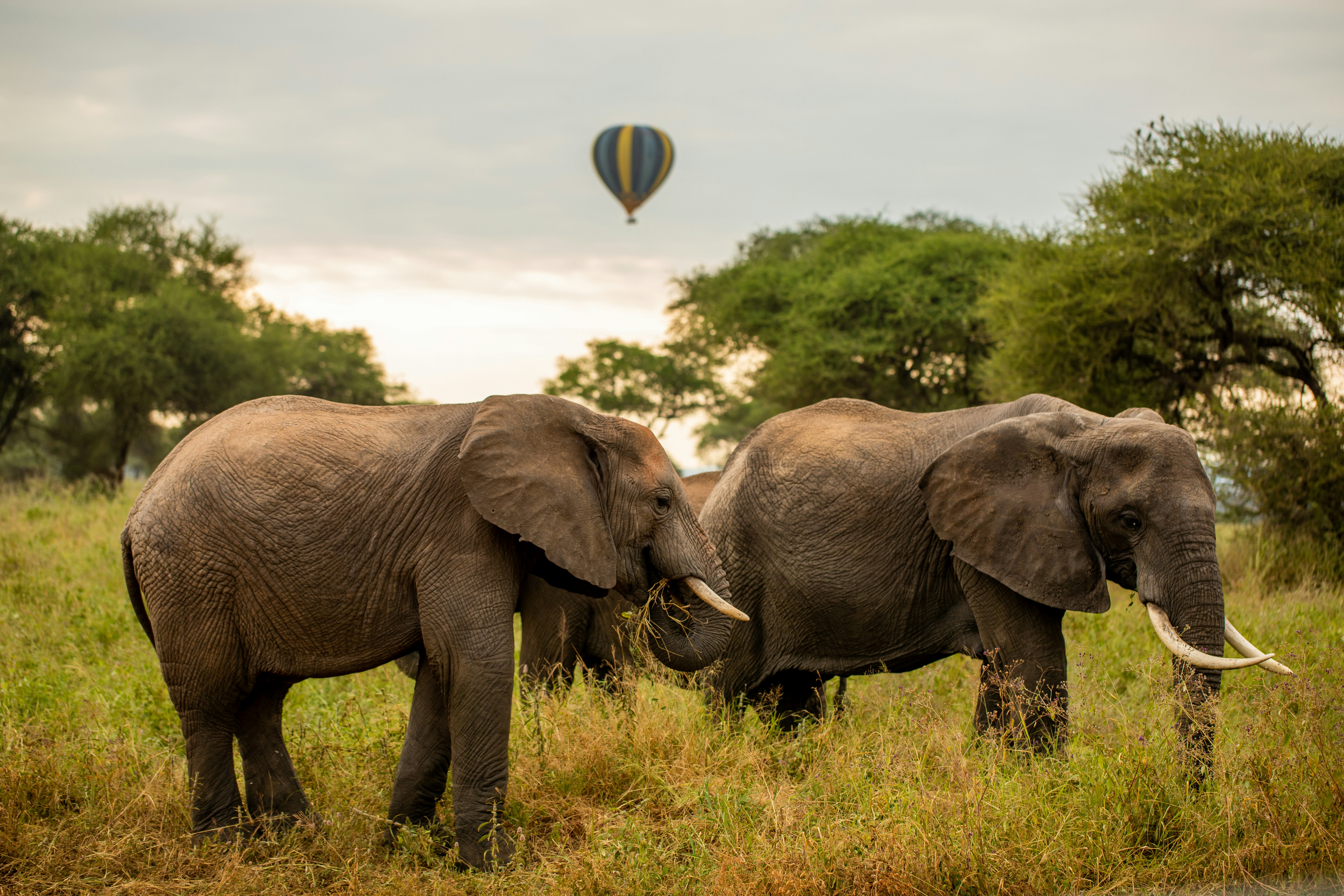 7-Day Private Luxury Serengeti Migration Safari