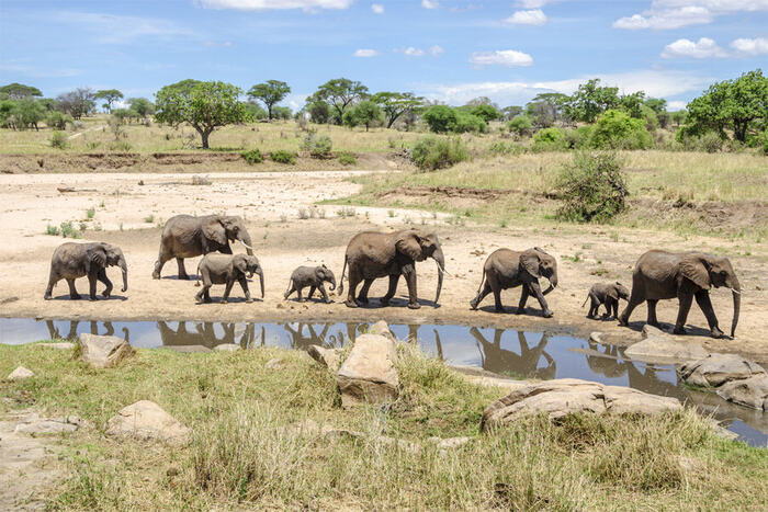 7-Day Private Luxury Serengeti Migration Safari