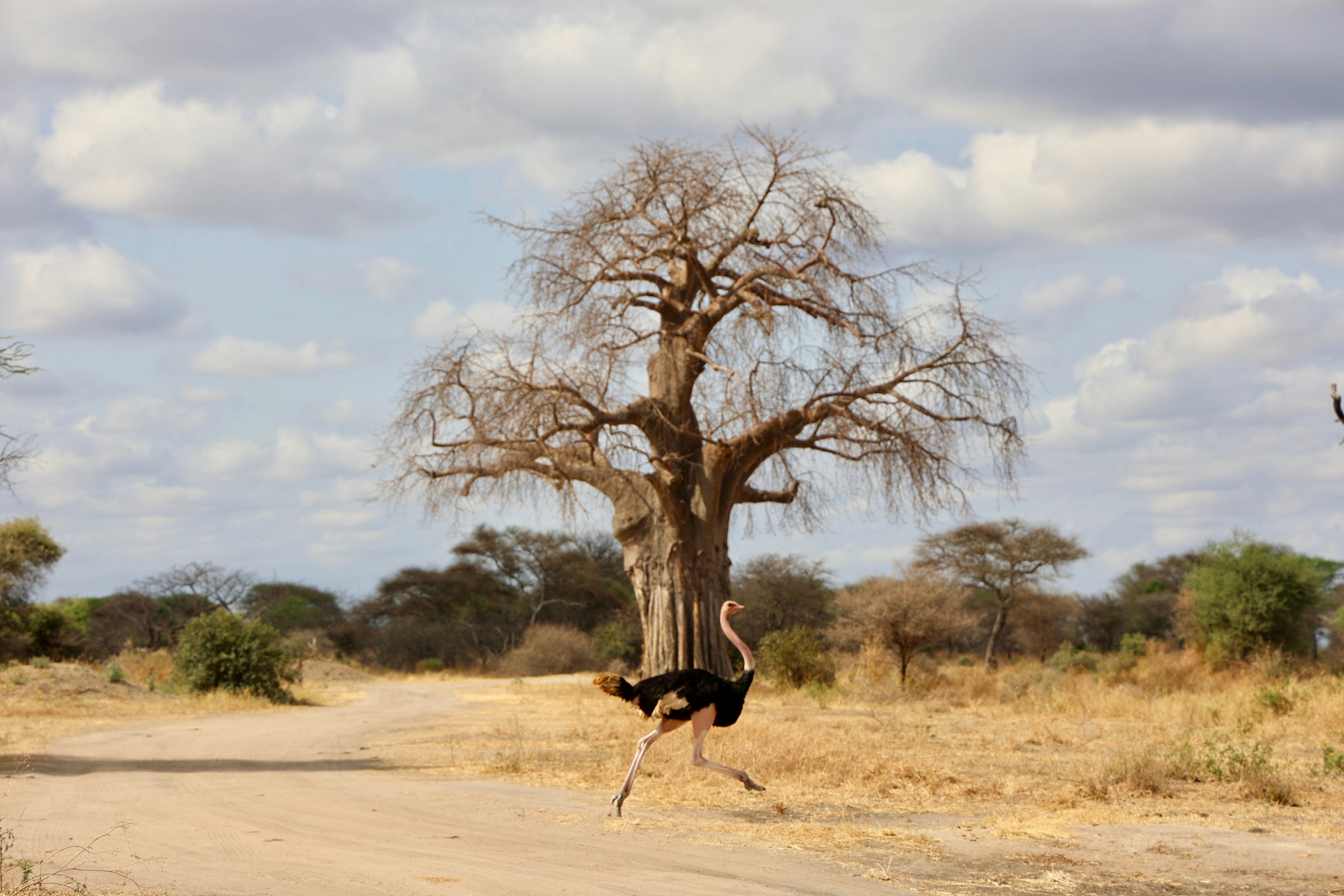 12-Day Tanzania Safari and Zanzibar Beach