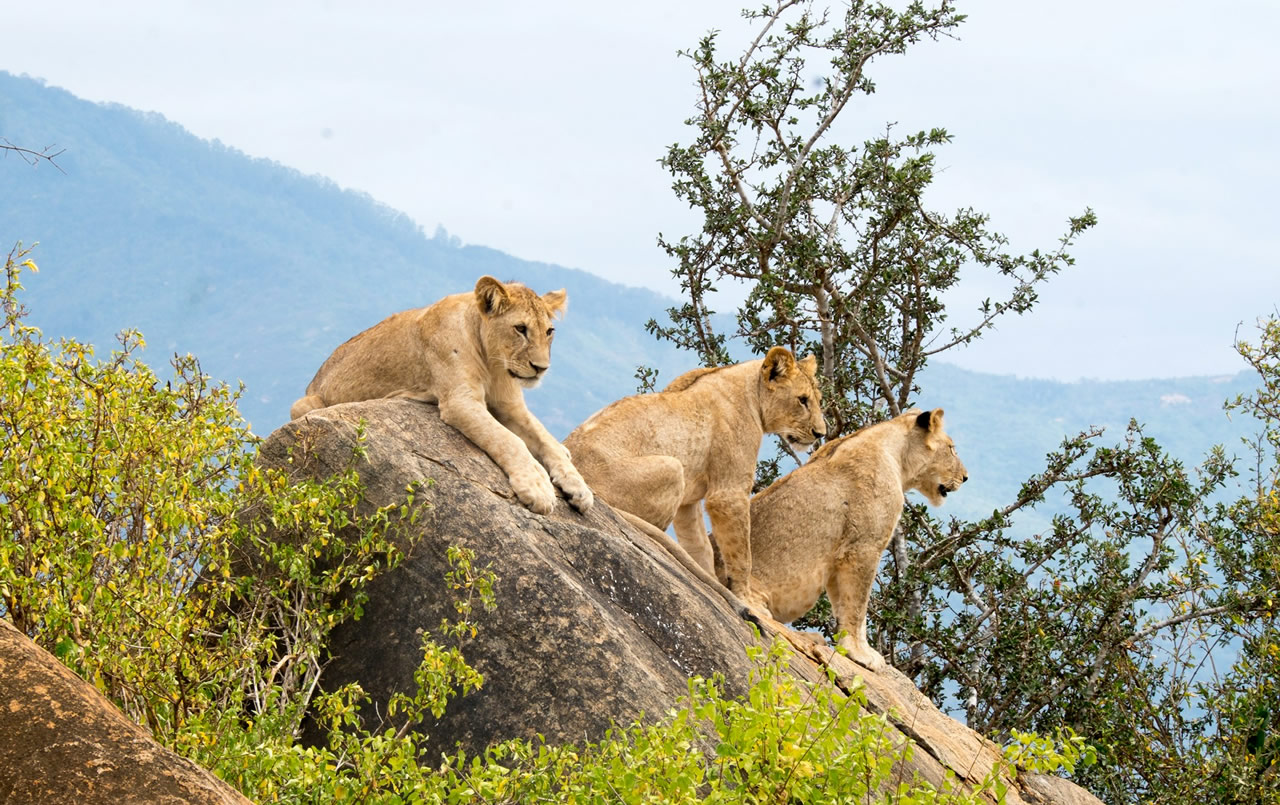 Tsavo East